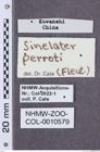 Etikette zu Sinelater perroti (NHMW-ZOO-COL-0010579)